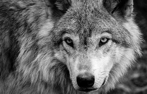 Black And White Wolf Wallpapers Wallpaper Cave