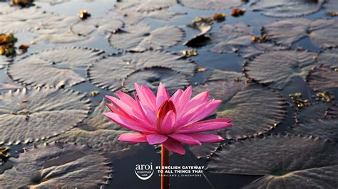 Red Lotus Lake The Absolute Must Visit Destination In Udon Thani