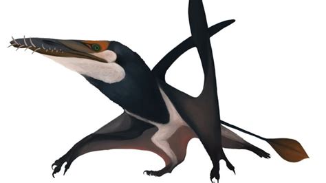 Fossil Of Largest Jurassic Pterosaur Found On Skye Bbc News