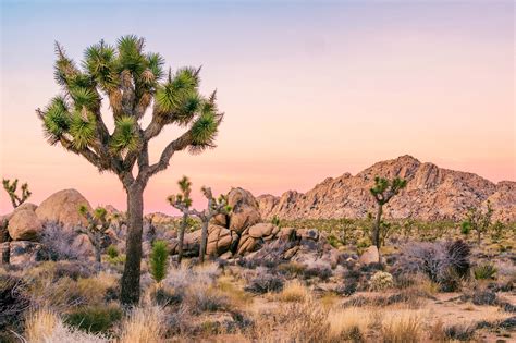 Californias Iconic Joshua Trees May Be Declared Endangered In Effort