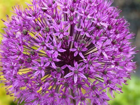 Plant Talk Now In Bloom Allium Galore Tall Purple Flowers Bloom