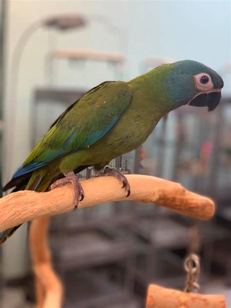Blue Headed Macaw Blue Headed Macaw For Sale