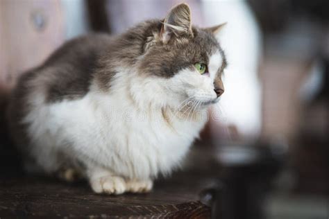A Beautiful Fluffy Cat With Green Eyes Is Sitting Stock Image Image