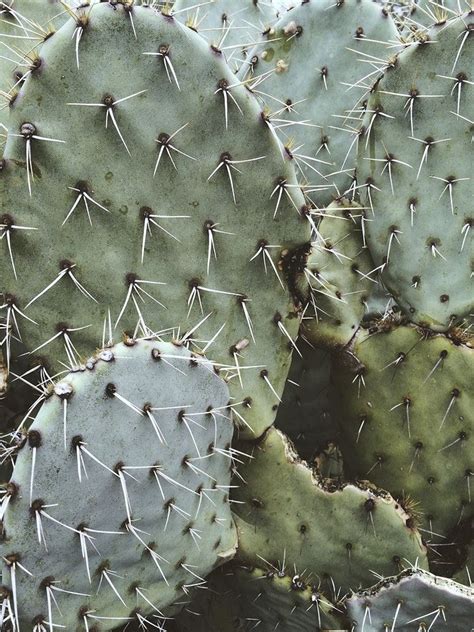 Download 37 prickly pear cactus free vectors. Close up of a prickly pear cactus | free image by rawpixel ...