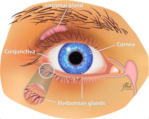 The Lacrimal Functional Unit Responsible For Tear Secretion Is Download Scientific Diagram