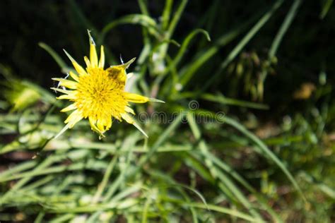 Yellow Salsify Flower Blooming Wildflower Stock Photo Image Of Bloom