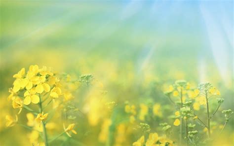 Check order status activate your device return and exchange policy. spring wallpaper yellow flowers - HD Desktop Wallpapers ...