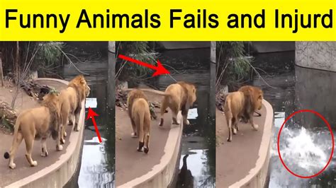 Try Not To Laugh Watching Funny Animal Fails Compilation 1 Fun With