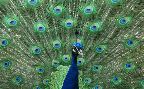 Why Peacocks Have Eyes On Their Feathers Science Aaas