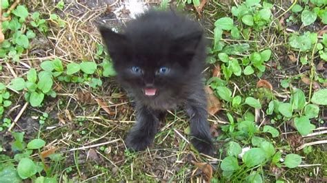 Pin By Orb Lover On Fav Robin Seplut Cat Videos Kitten Meowing Baby