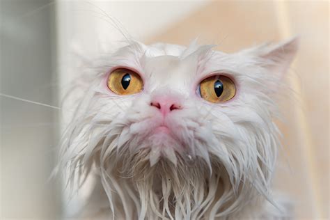 Do You Need To Bathe Your Cat Heres How To Do It Right Catster
