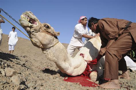 Camel herders are mounted on camels, as seen here near hail. Oct. 26 Photo Brief: Baltimore Halloween Brew-ha-ha, Islam ...