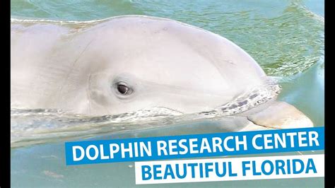 The Dolphin Research Center In The Florida Keys Youtube