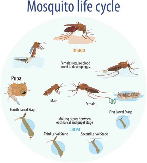The Life Cycle Of Mosquitoes Fullscope Pest Control