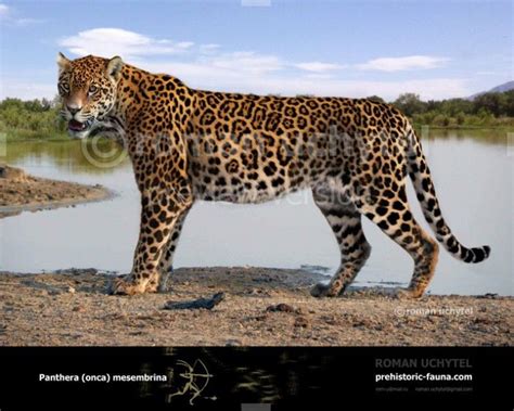 Pleistocene South American Jaguar Panthera Onca Mesembrina