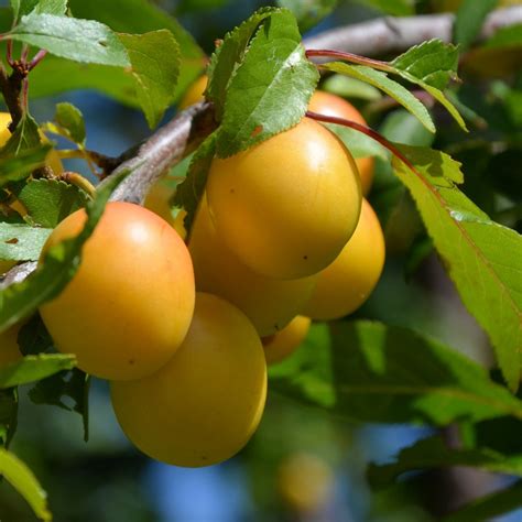 Maybe you would like to learn more about one of these? Free Images : branch, flower, ripe, food, produce, healthy ...