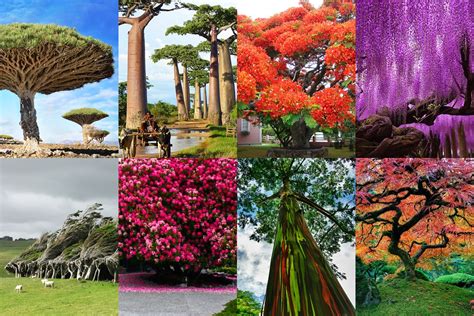 16 De Los árboles Más Espectaculares Del Mundo