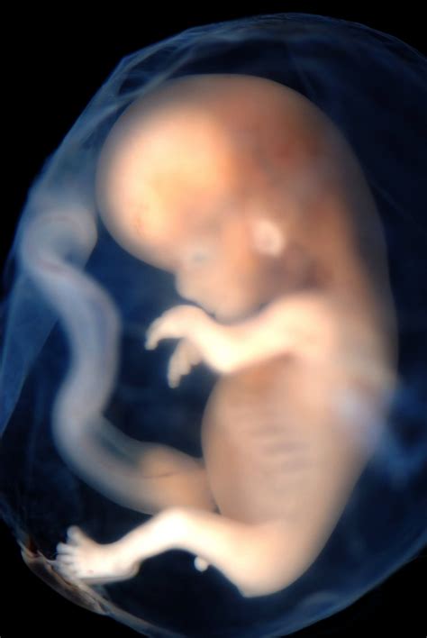 Live Tech News Human Embryos Grown In Lab For Longer Than Ever Before
