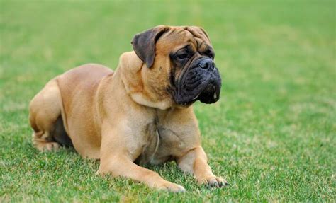 10 Giant Dog Breeds Over 100 Pounds Nylabone