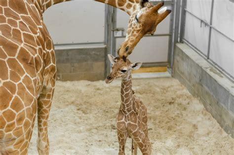New Giraffe Calf Honors His Fathers Legacy Zooborns
