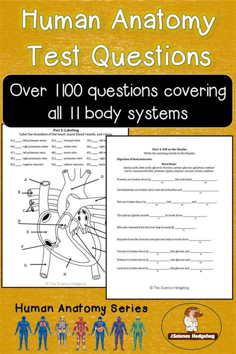 Anatomy Test Questions Discounted Bundle Contains Over 1100 Questions