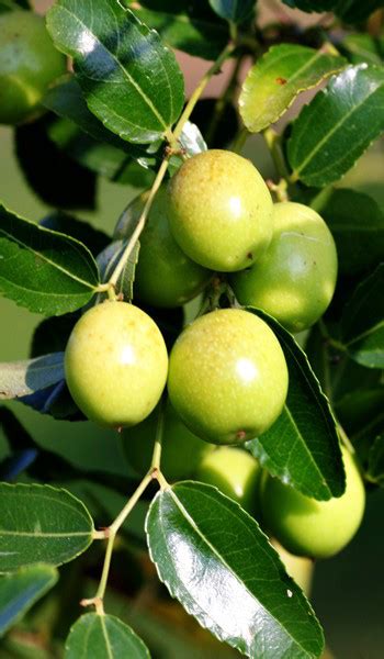 Jujube Facts And Health Benefits