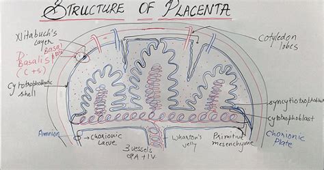 Structure Of The Placenta Nursing Lecture