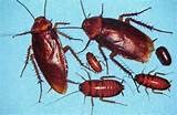 California Cockroach Photos