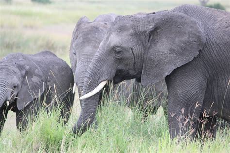 Tonymann Tours&Safaris: OUR FAVOURITE ANIMAL OF THE WEEK: AFRICAN ELEPHANT