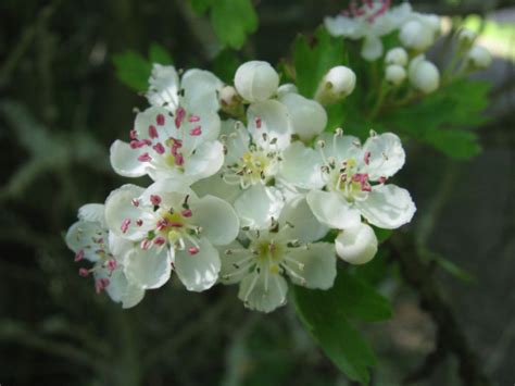 Want to know everything there is to know about red flowers? White flowers | Blog | Foxglove Covert Local Nature Reserve