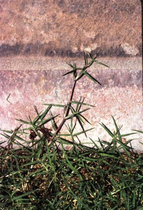 The lawn should be dethatched when it is actively growing and the soil is moderately moist, dwyer says. Xtremehorticulture of the Desert: Fescue Lawn Invasion by Bermuda or?