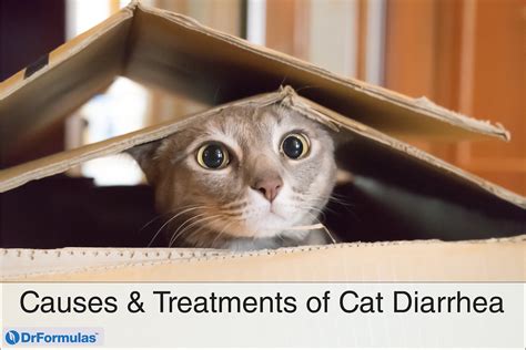 How Probiotics Can Help With Cat Diarrhea Drformulas
