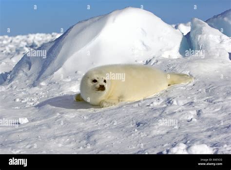 Harp Seal Or Saddleback Seal Pagophilus Groenlandicus Phoca Groenlandica Pup On Pack Ice