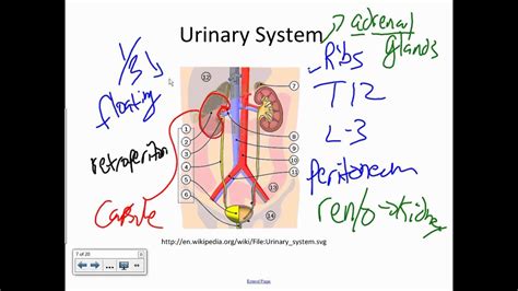 Functions And Gross Anatomy Of The Urinary Systemwmv Youtube
