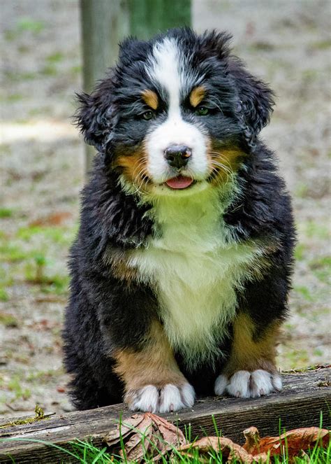 Bernese Mountain Dog Puppy For Sale Ph