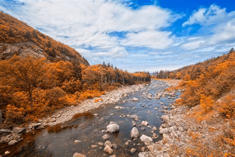 Online Crop Landscape Photography Of Brown Leaf Trees And River