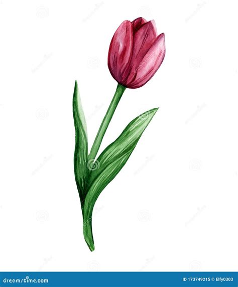 Watercolor Hand Drawn Illustration Of Bright Purple Tulip Flower