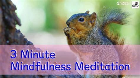 3 Minute Mindfulness Breathing Meditation With Cute Squirrels🐿 Relieve