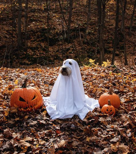 Dog Wearing A Ghost Costume Sitting Between Pumpkins For Halloween