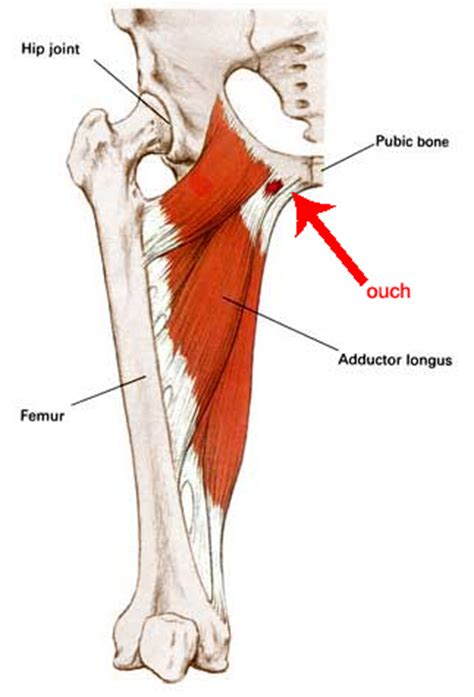 If your hip flexors are too tight (or too strong) in comparison to their opposing muscles, the glutes, then your this should create a stretch across the front of your left hip. Stretches to Overcome Groin Pain... | Runner's World Community