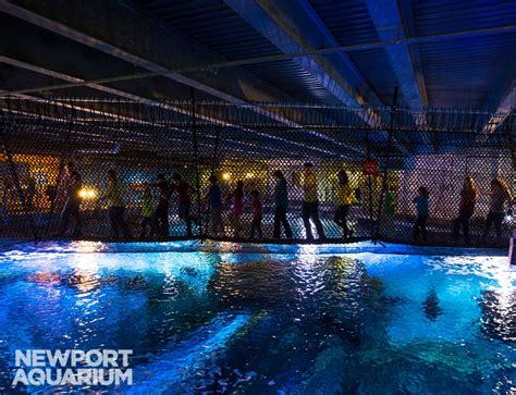 Newport Aquariums Shark Bridge Celebrates One Year Newport Aquarium