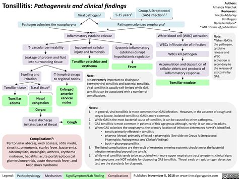 Tonsillitis Pathogenesis And Clinical Findings Calgary Guide