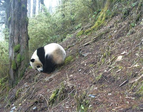 A Peek At Pandas In Their Remote Mountain Habitat
