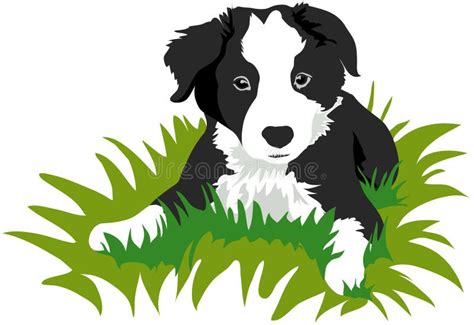Border Collie Puppy Stock Illustration Illustration Of Soft 15987035