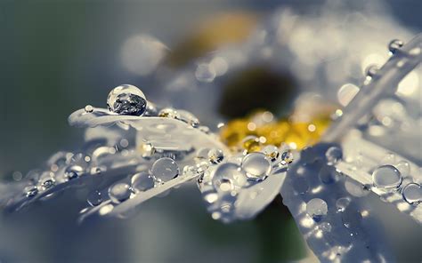 Dew Yellow Macro Water Drops Summer Flower Petals Skin White