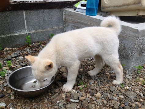 The Nihon Ken Hokkaido Male Pup Katano Go