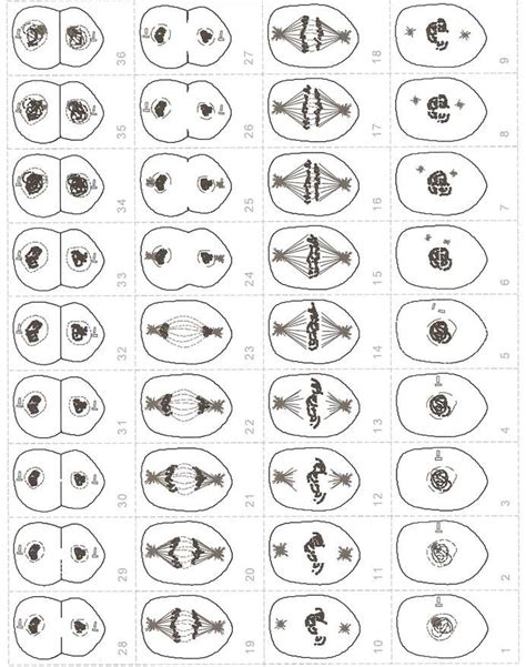 This page was last edited on 23 january 2020, at 18:03. Chromosometemplate Sheet | Daumenkino, Biologie, Merken