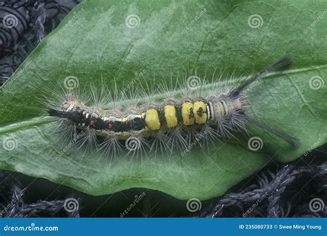 Hairy Tussock Moth Larvae Caterpillar On The Leaves Stock Image Image