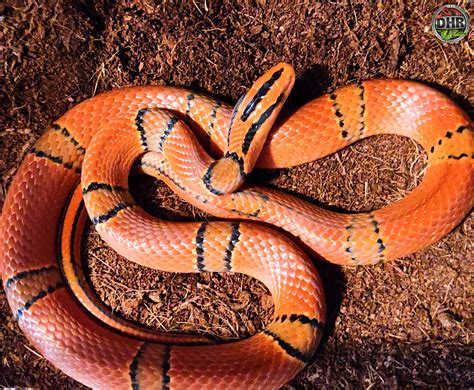 There are several ways to tell if a snake is poisonous. Two year old Yunnan Mountain Rat Snake | Darren Hamill Reptiles