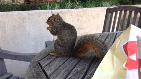 Squirrel Stealing Fries Youtube